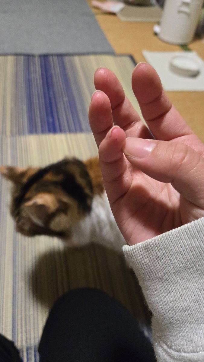 みけ‎ tweet media