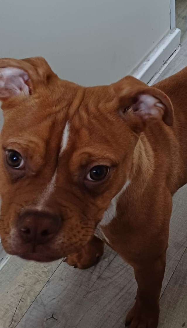 Missing Pets GB tweet media