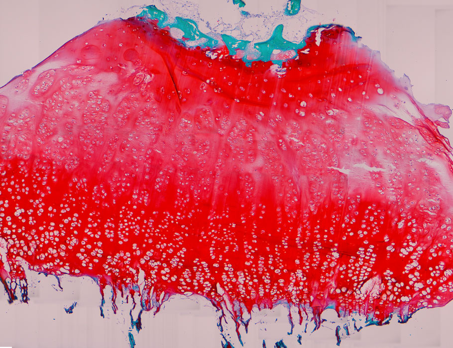 Science Translational Medicine tweet media