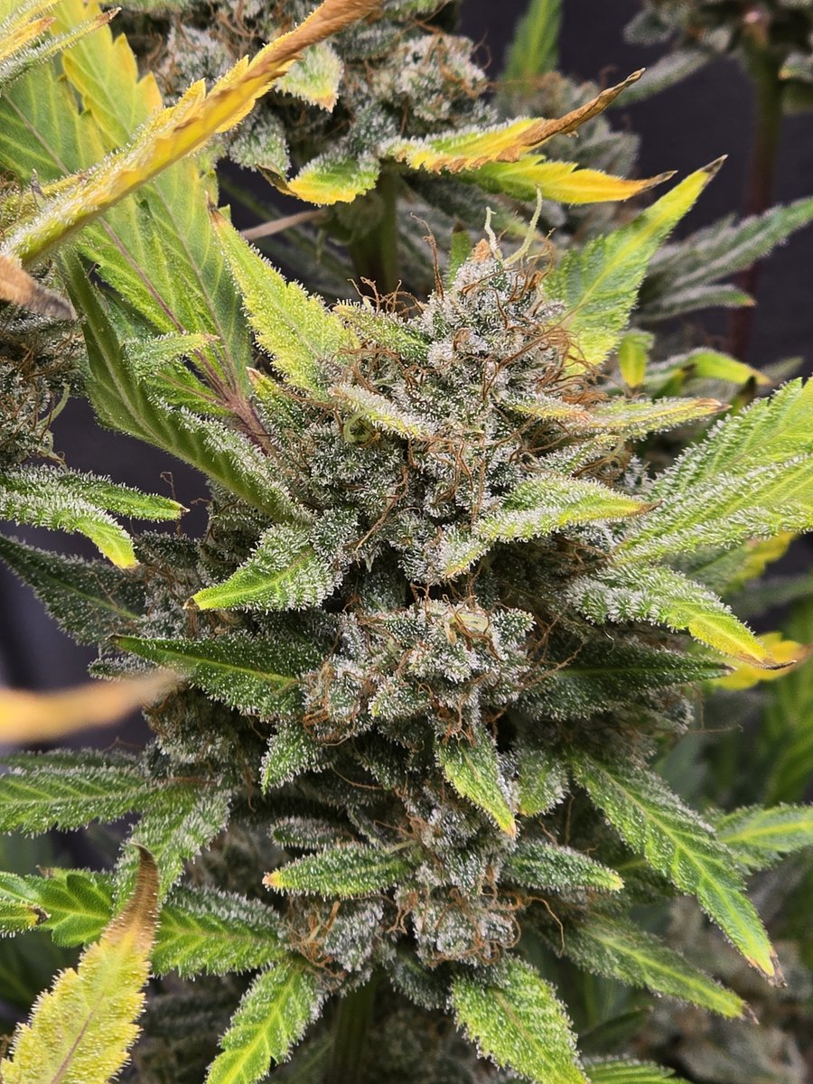 Down South Grow tweet media