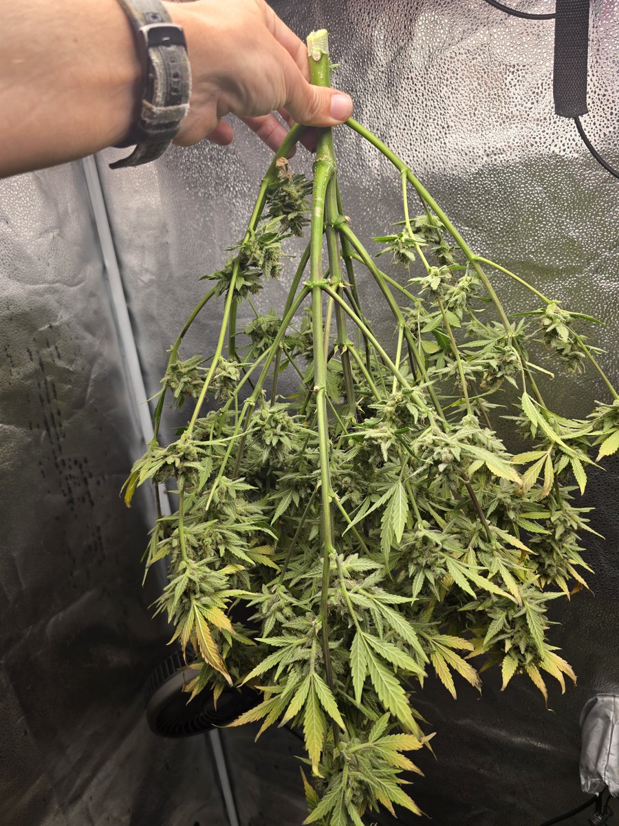 Down South Grow tweet media