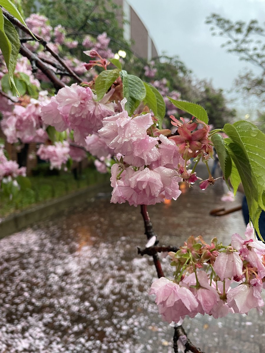 ぬらた（破壊あざらし） tweet media