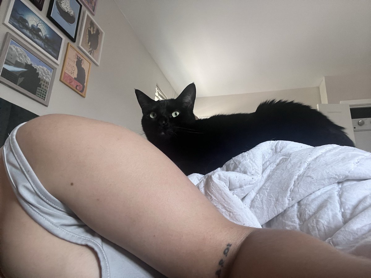 daFalligator's tweet photo. Plum wanted to be included in my #lunchtimenap https://t.co/pfMDR7lMMa