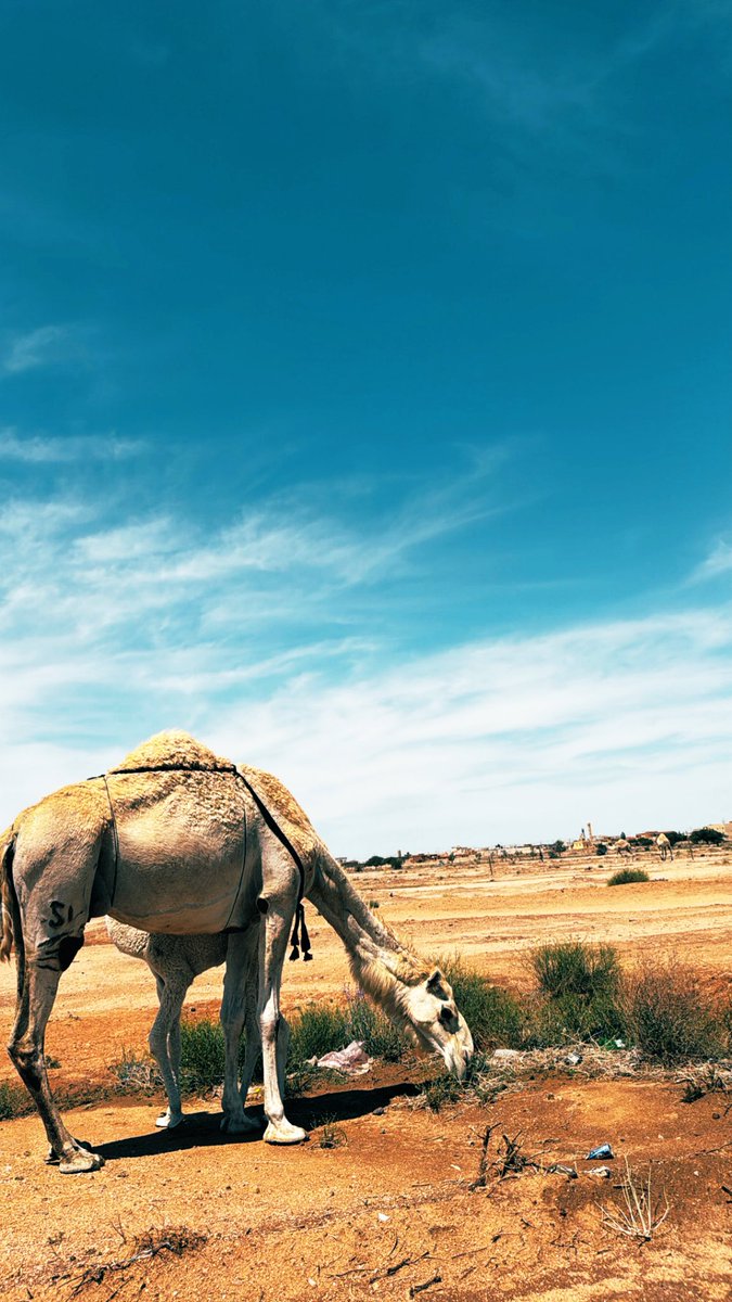 بدر ! tweet media