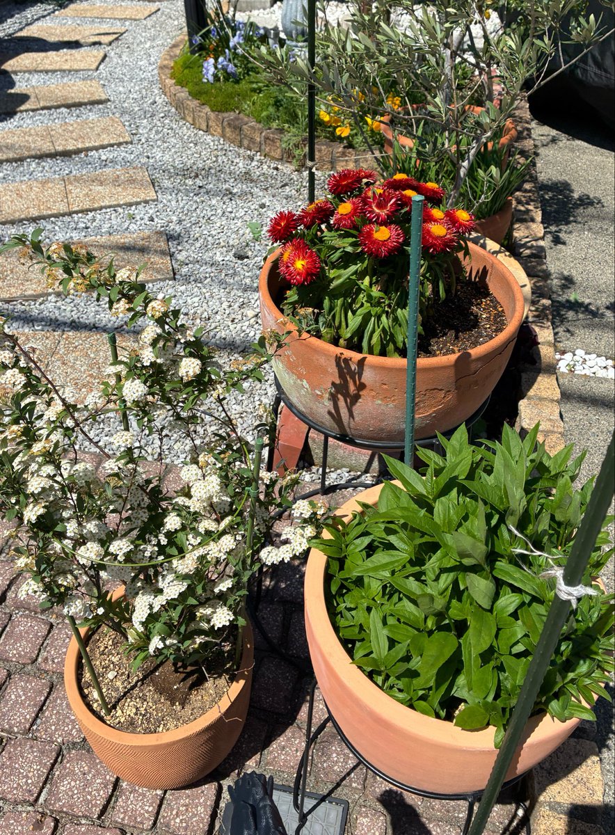 evilvit's tweet photo. 庭に植えた花達が一斉に咲き始めた。
カラフルでかわいい。 https://t.co/jSBXpXyItN