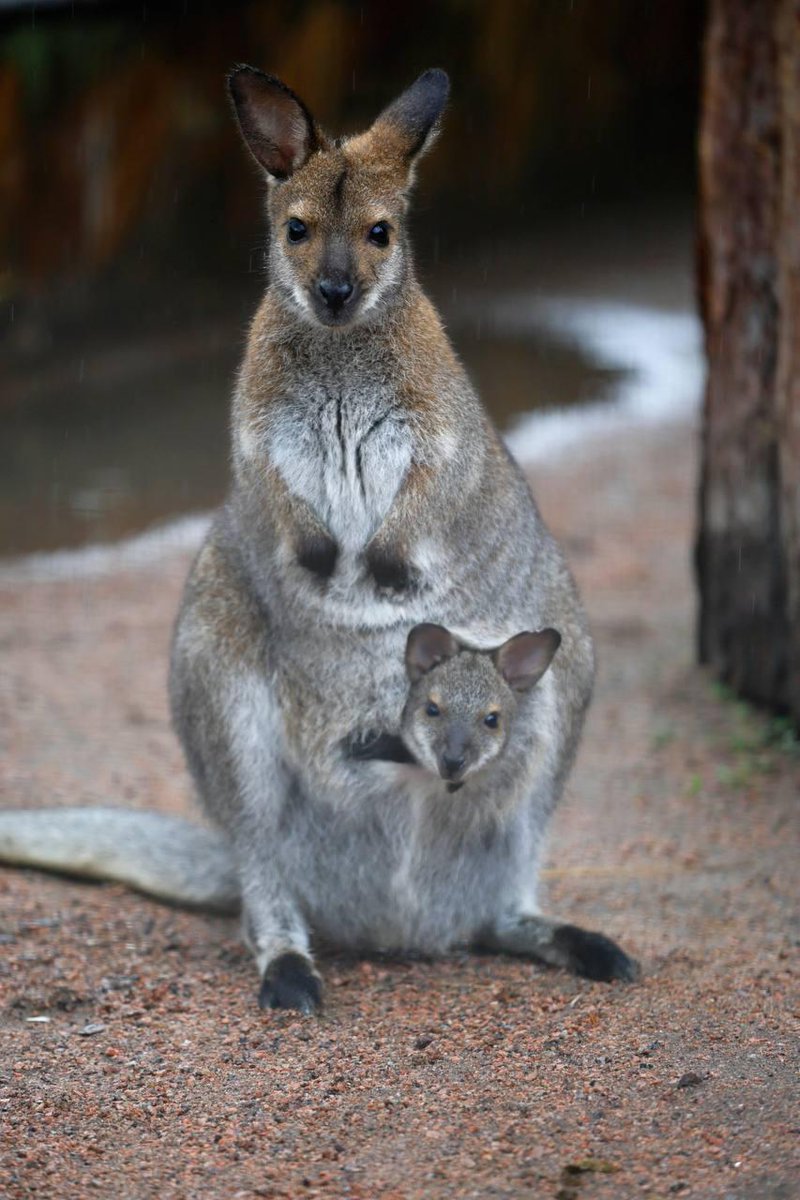 Дикий Петербург tweet media