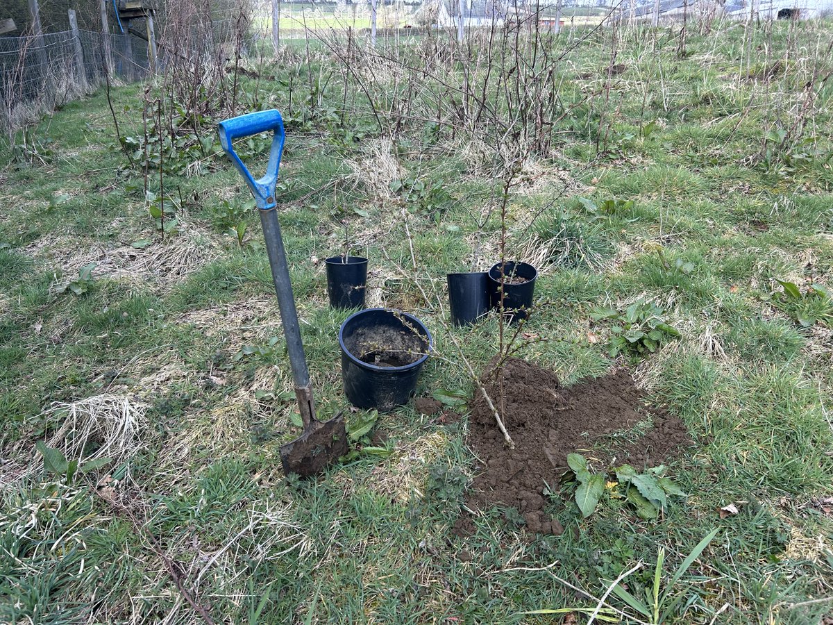 Bob Connelly tweet media