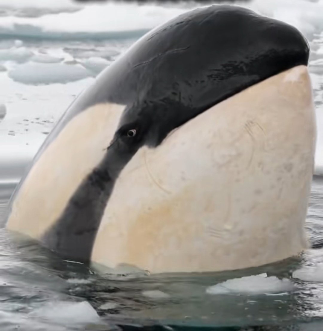 Laura💋 tweet media