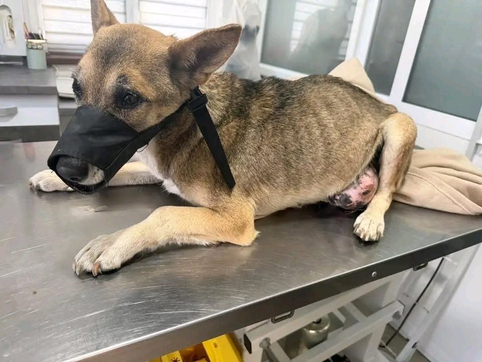 AID FOR SHELTER ANIMALS tweet media