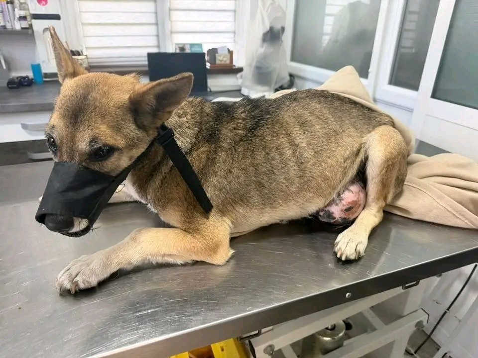 AID FOR SHELTER ANIMALS tweet media