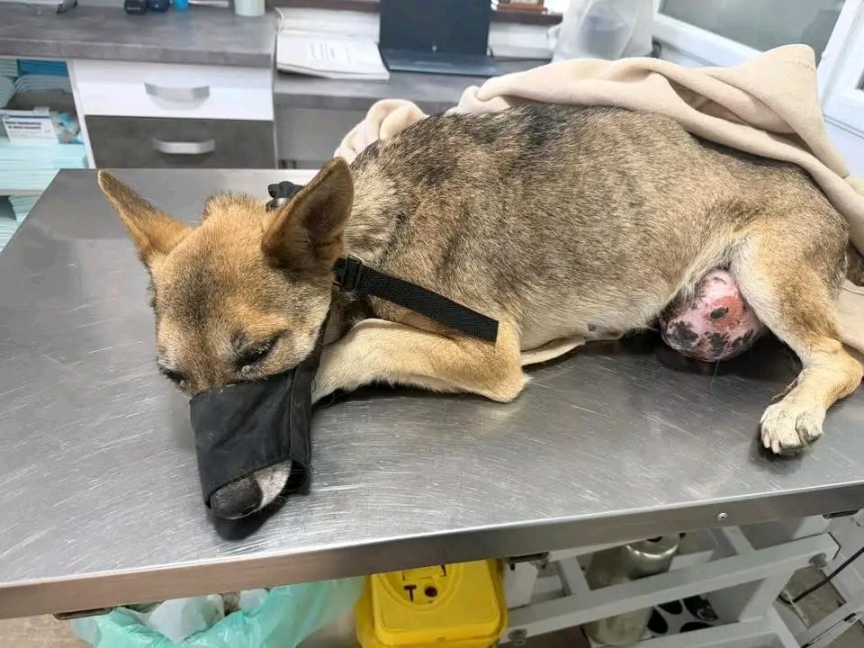 AID FOR SHELTER ANIMALS tweet media