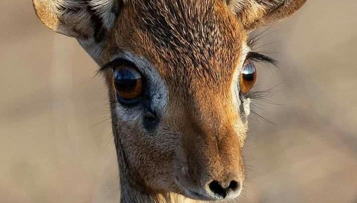 عُيون المَها ما لي بسحركِ مِن يدِ
ولا في فُؤادي مَوضِعٌ للتجلُّدِ!