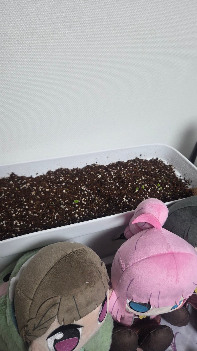 🦋Orbくん👘 tweet media