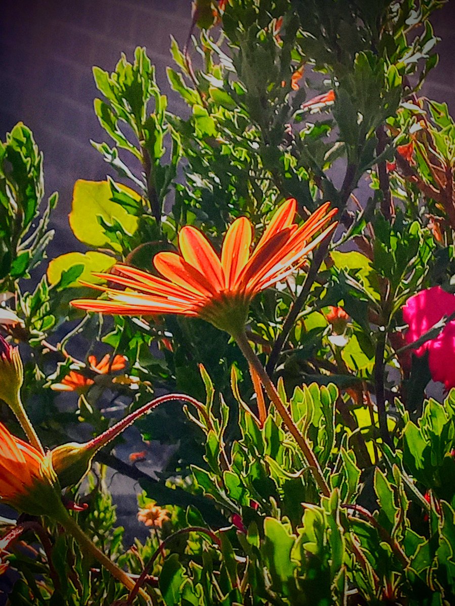 a_issigonis's tweet image. #photo #photoaday

Color corrected...