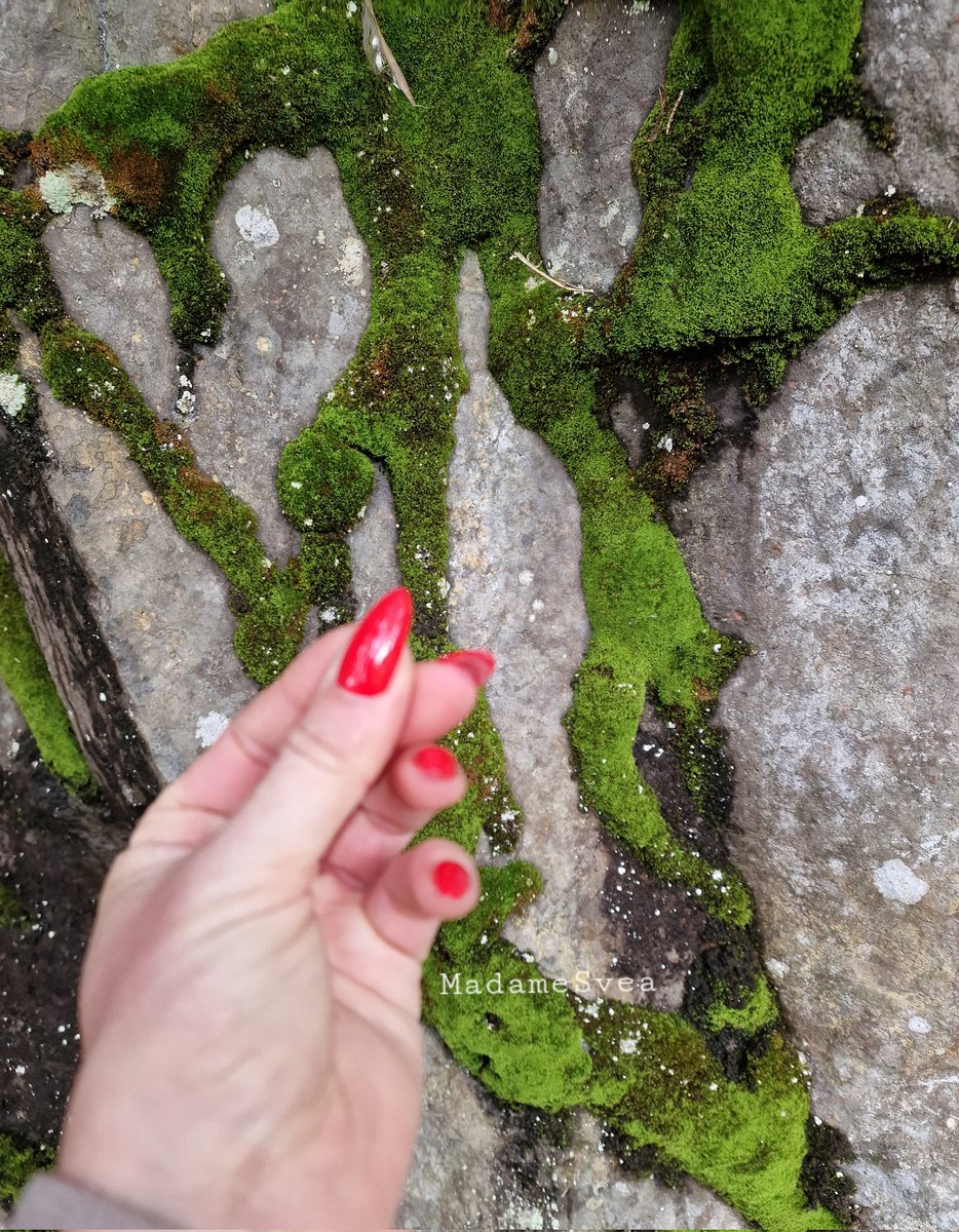 Madame Svea tweet media