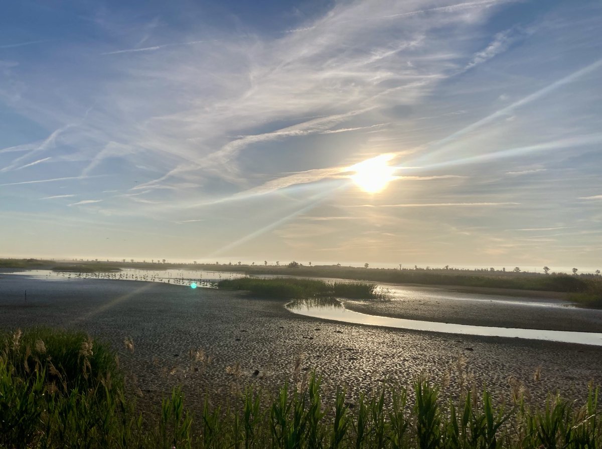 El Brazo del Este, un humedal sevillano y espacio protegido, crucial para Doñana, está a punto de secarse ⁦<a href="/WWFnoticias/">Descubre WWF</a>⁩ ⁦<a href="/DONANA_SEO/">SEO Doñana</a>⁩ ⁦<a href="/MedioAmbAND/">Consejería de Sostenibilidad y Medio Ambiente</a>⁩
