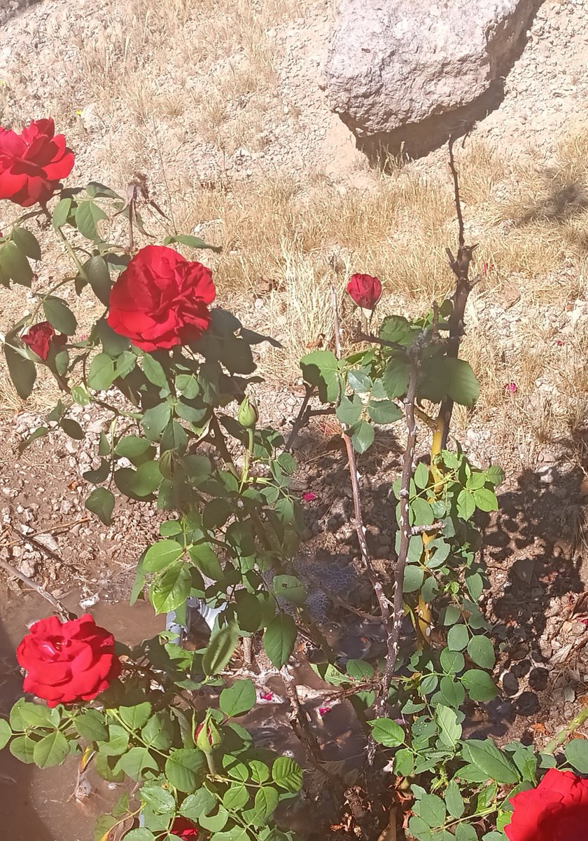 aladreth tweet media