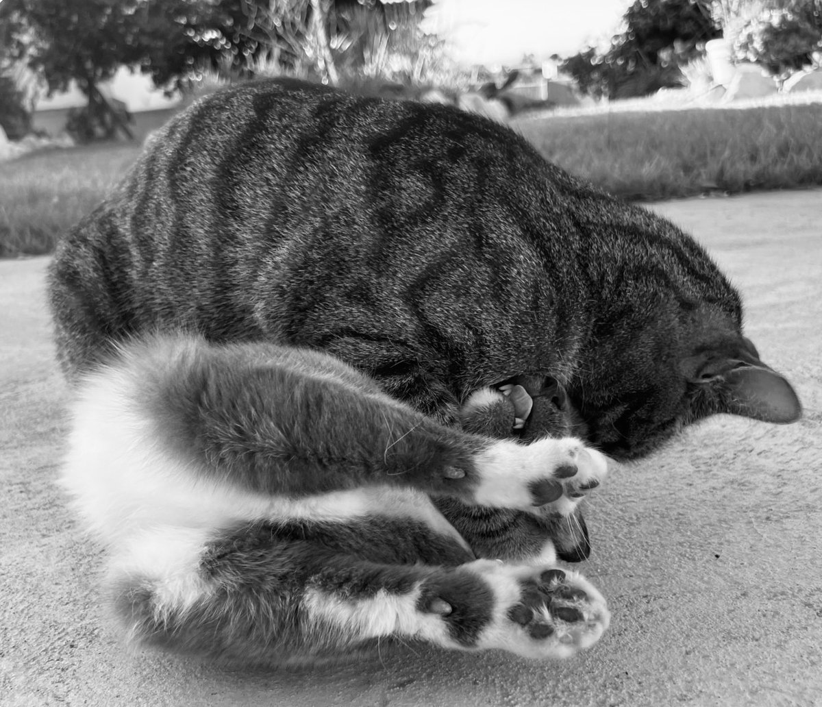 tygerpoo's tweet image. #ThrowbackThursday every day these two boys have their daily spar. They love it, here I caught Sox actually beat the champ, Bungee! I love these boys 😻🐾🐾 #cats #CatsLovers #CatsonX