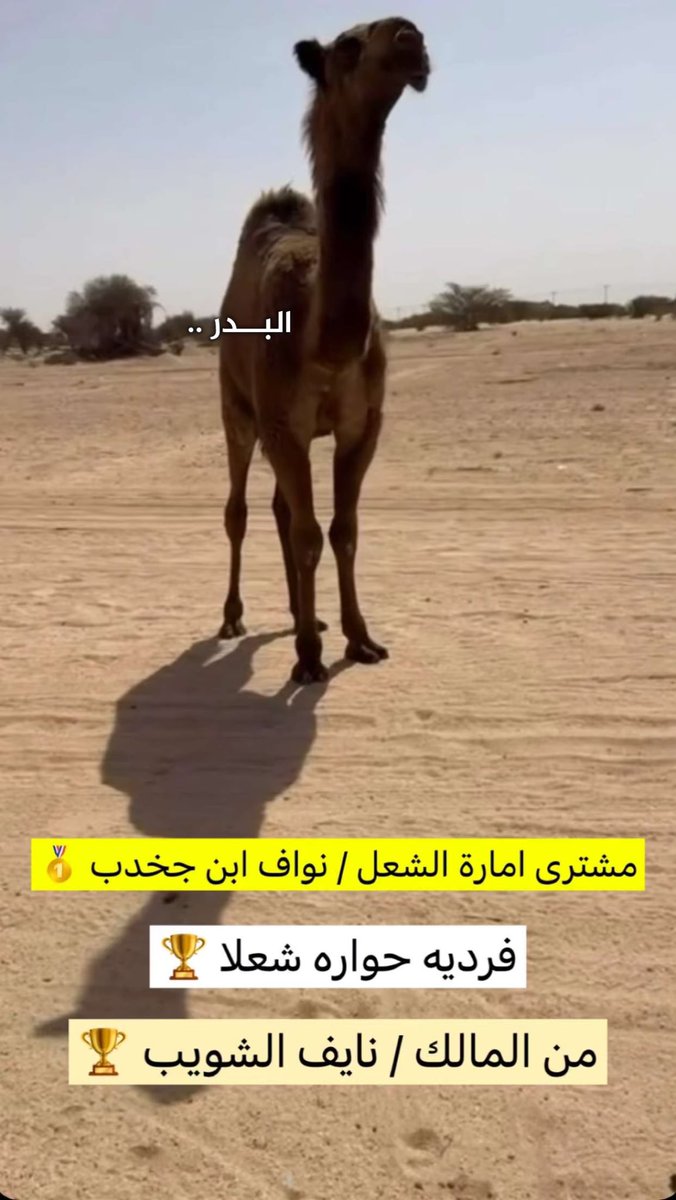 tki_21's tweet photo. اخر مشتريات نواف بن جخدب
حواره فرديـة شعلا 

من نايف الشويب https://t.co/kGF65H2Odd