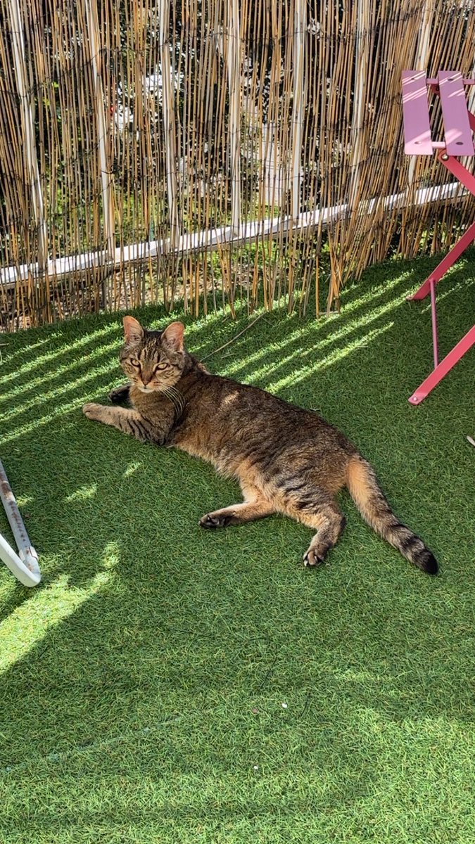 Tacos le chat tweet media