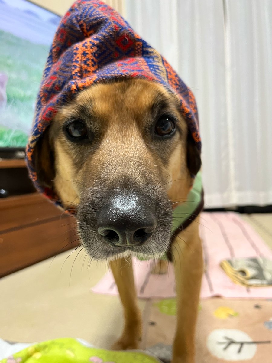 【言葉が】閲覧非推奨垢【汚い】 tweet media