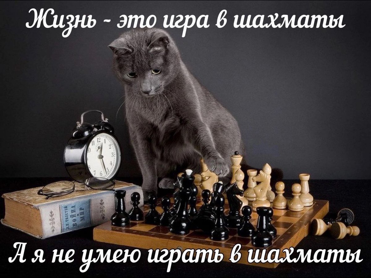 cats, i love cats tweet media