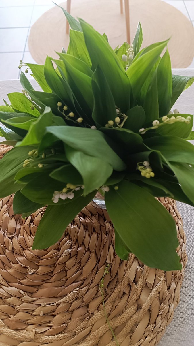 Marche en forêt, mauvais timing pour le muguet 🥾🐕