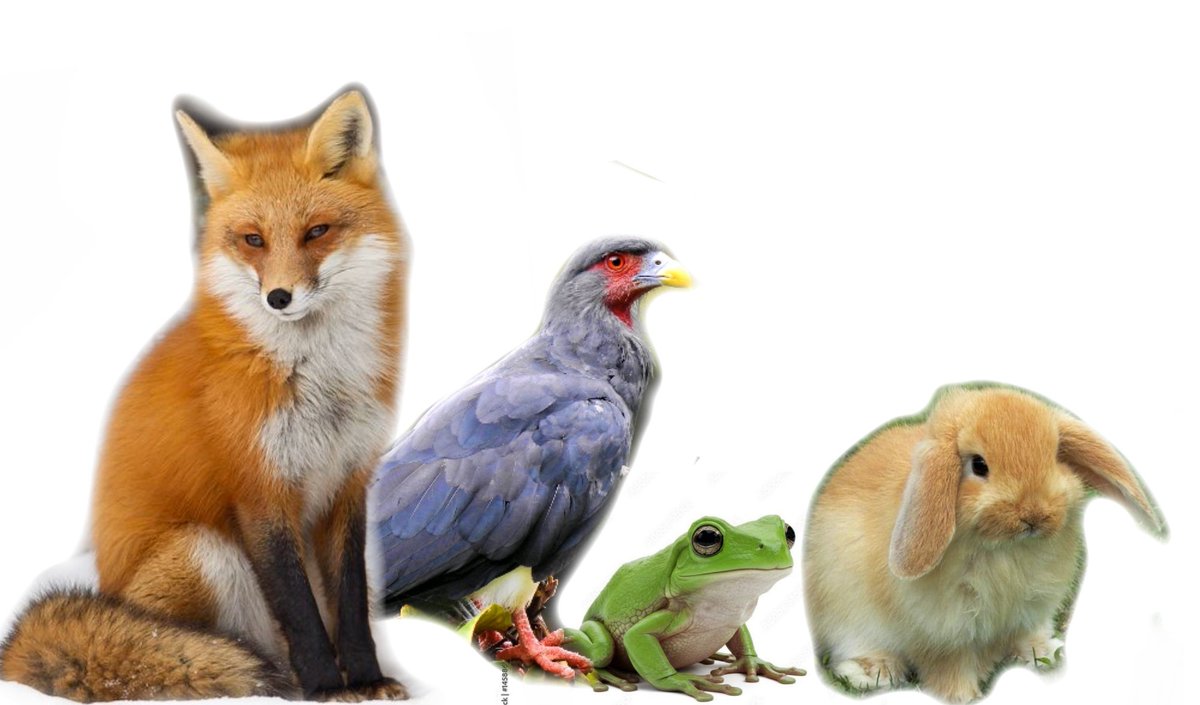 WE ARE THE STAR FOX TEAM!