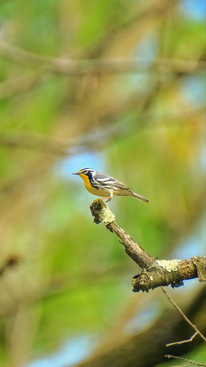 birds101 tweet media