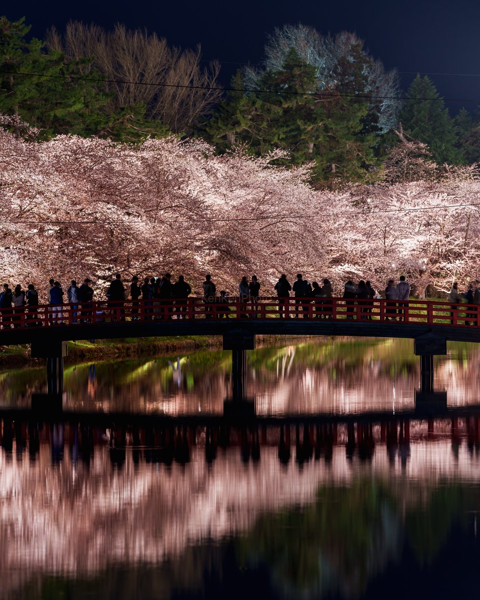 KenKenPhoto's tweet photo. 弘前公園の桜
満開になってなくてもかなりキレイでしたー！ https://t.co/tlb21w6Cyh
