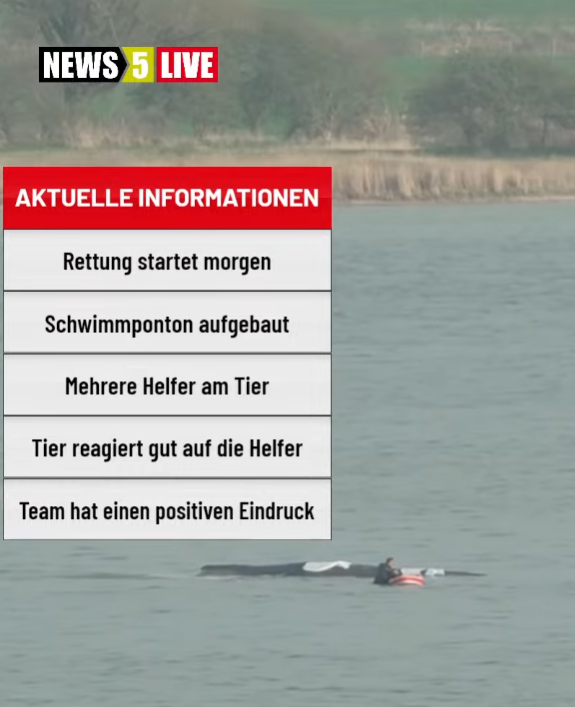 ninakndy's tweet image. Jetzt vergleicht diese neuen Informationen und die der Wal Retter mal mit der Pressekonferenz, in der uns "Experten“ gesagt haben, dass der Wal schwer krank sei. 

#timmy #hope #wal
