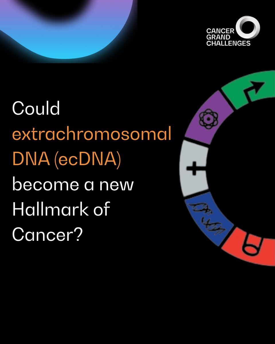 CancerGrand's tweet photo. For over two decades, the Hallmarks of Cancer have shaped how we understand, study, and treat cancer and has consistently represented a unifying conceptual framework for cancer biology.
 
But cancer research doesn’t stand still. New discoveries are challenging long-held assumptions and reshaping the field.
 
A new review published today as part of the special issue to commemorate 25 years of the original “Hallmarks of Cancer” paper in @CellCellPress  highlights how team eDyNAmiC is reframing our understanding of extrachromosomal DNA (ecDNA) and its central role in therapy resistance.
 
Led by @PaulMischel, team eDyNAmiC is proposing a more holistic perspective by integrating ecDNA into the broader Hallmarks of Cancer framework.

🔗https://t.co/lHO0ZZRb6O
