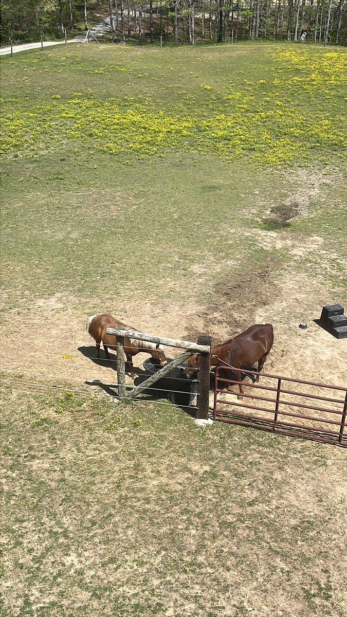 Carcassed tweet media