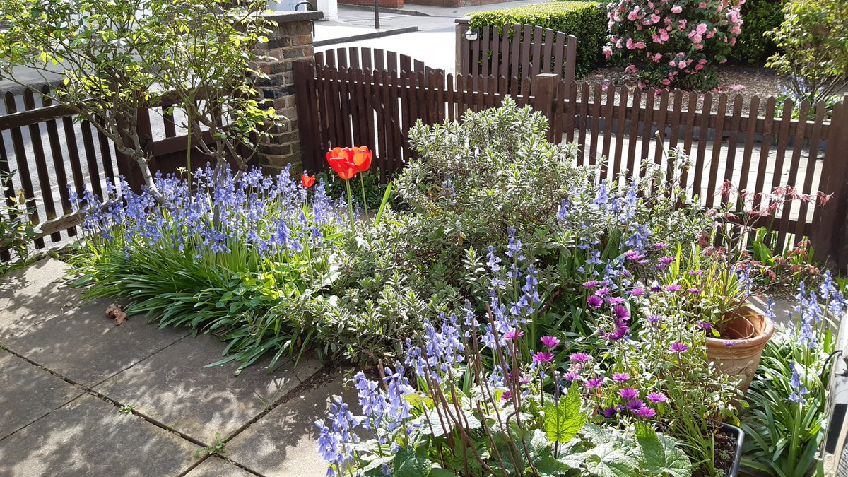 Silvanarscj's tweet image. I did not plant any of this - it was all waiting for me... And thus my garden became a Galilee...

Read all about it in #TodaysHeaven 
⬇️💙
allthislifeandheaventoo.blogspot.com/2026/04/my-gar…

#Easter #SimplyEaster #SimplyLife #Choice4God #NunsOfTwitter #spring #bluebells #bloomscrolling