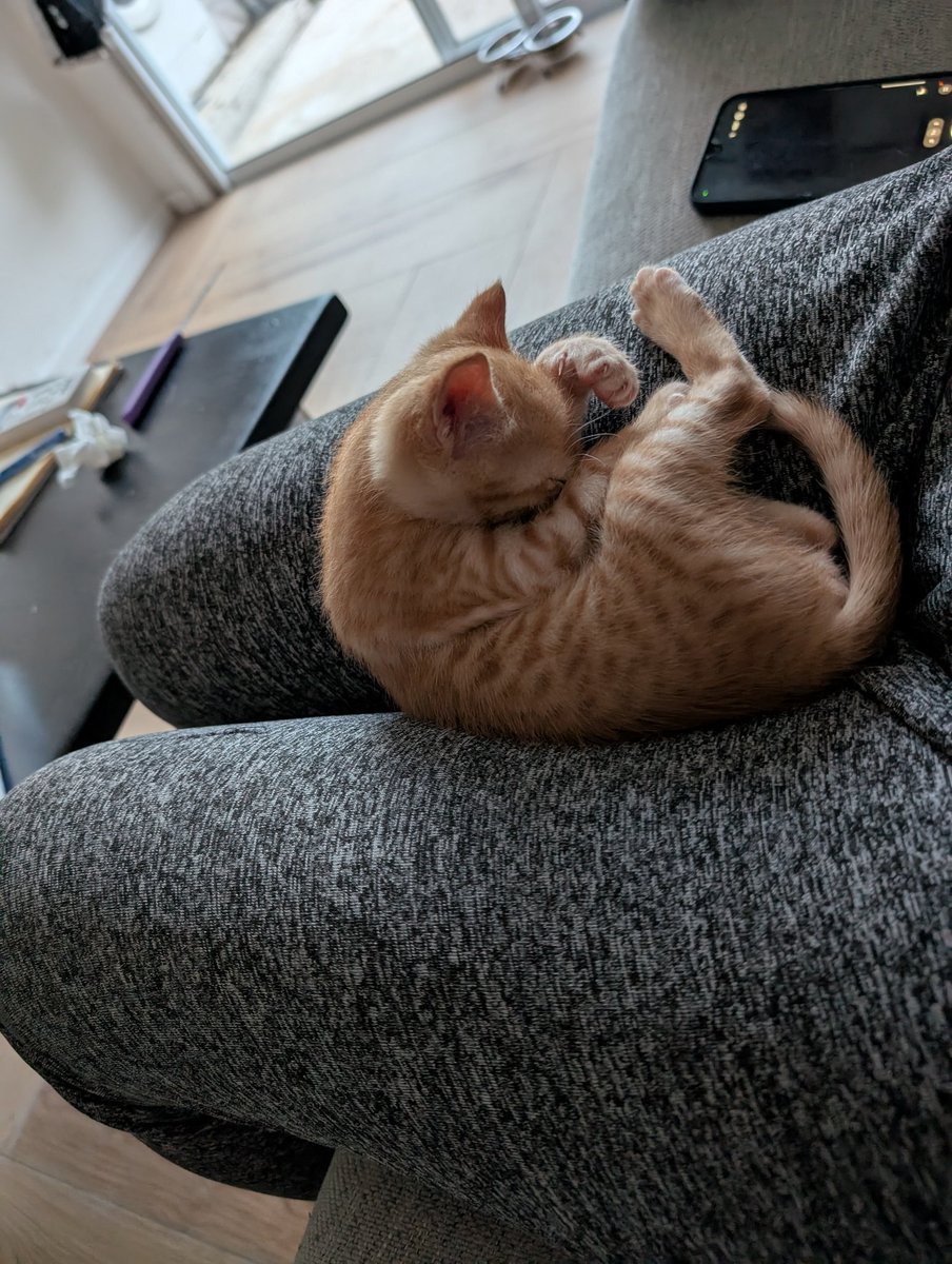 טירנוזאורוס רקס tweet media