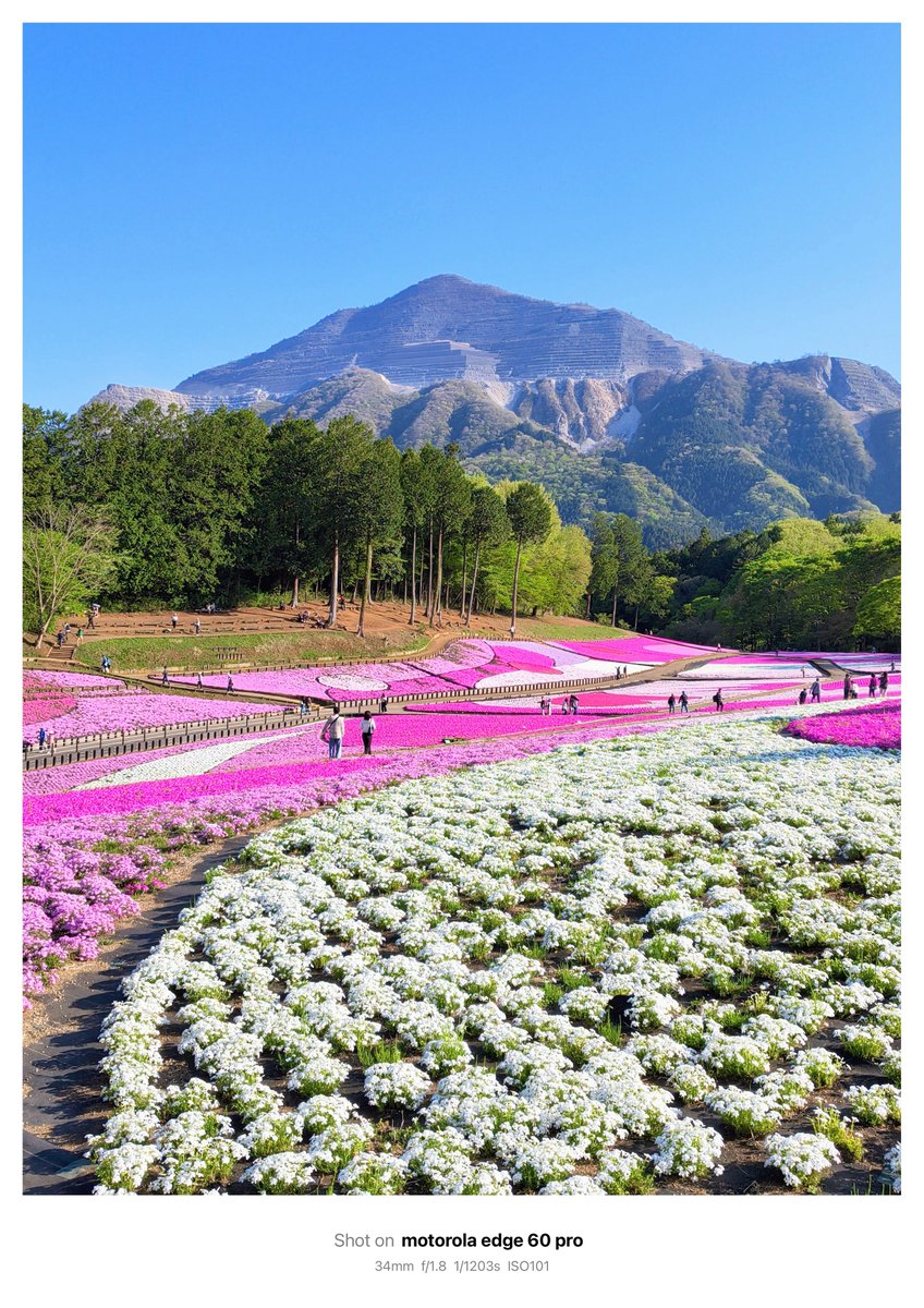 s_rindicum's tweet photo. 芝桜の丘と武甲山。
#edge60pro #羊山公園 https://t.co/S3Tkbga8wu