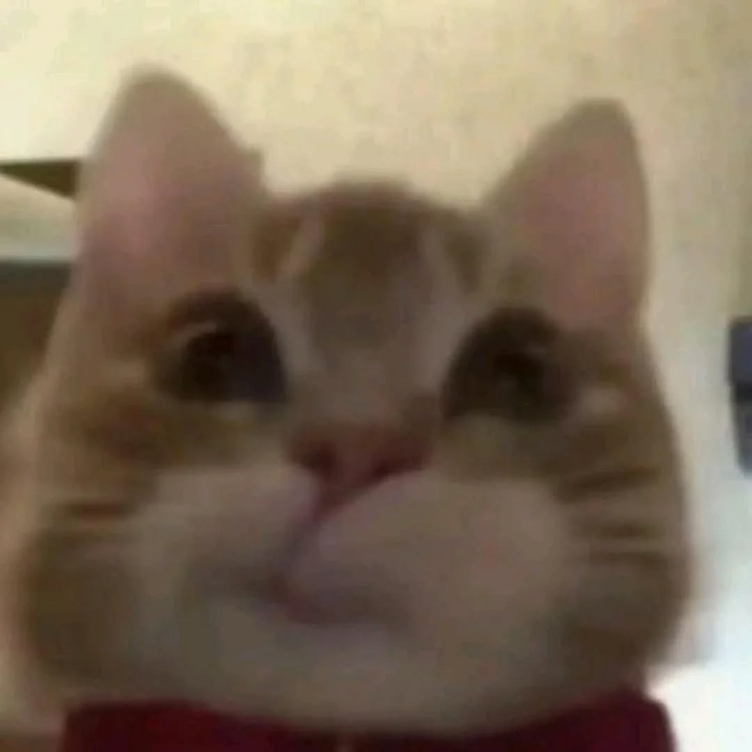 No Cats No Life tweet media