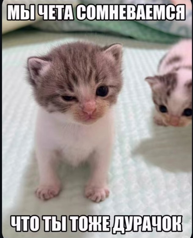 Котодьяк приказа обнимашковых дел😼 tweet media