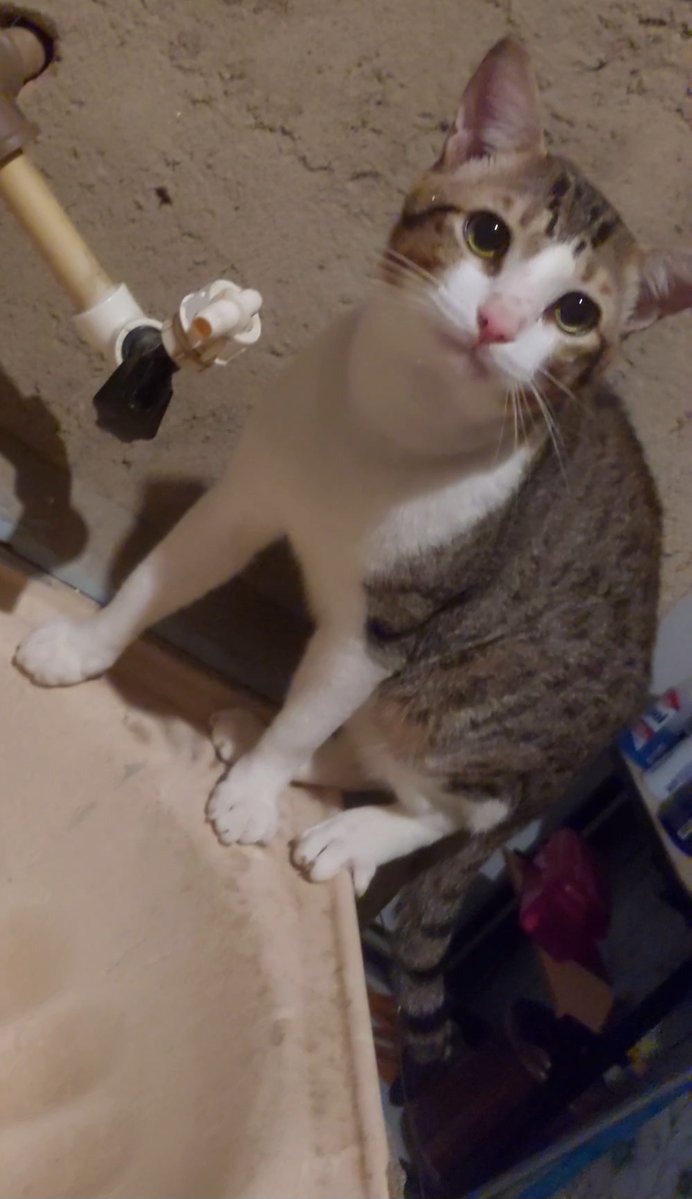 eve 💀 tweet media