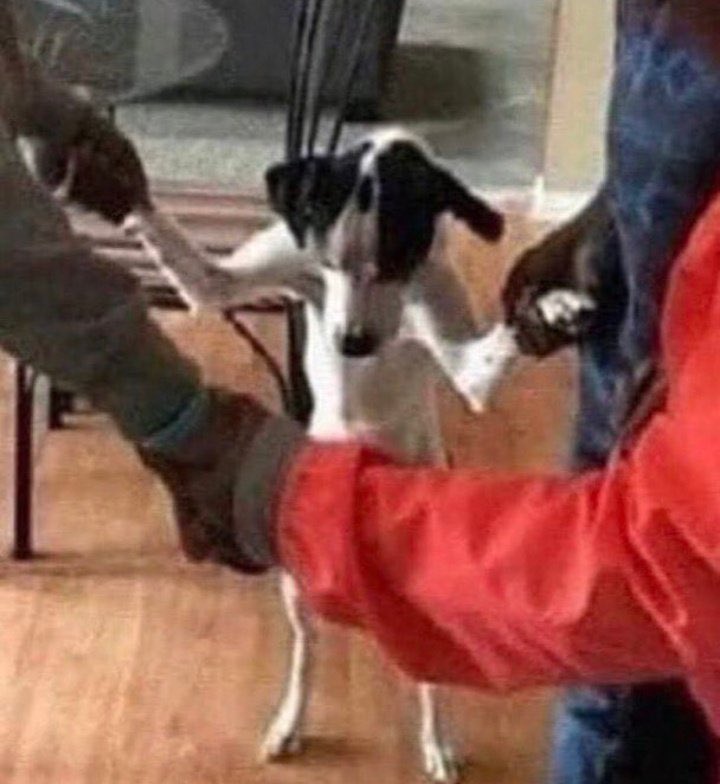 andressa tweet media