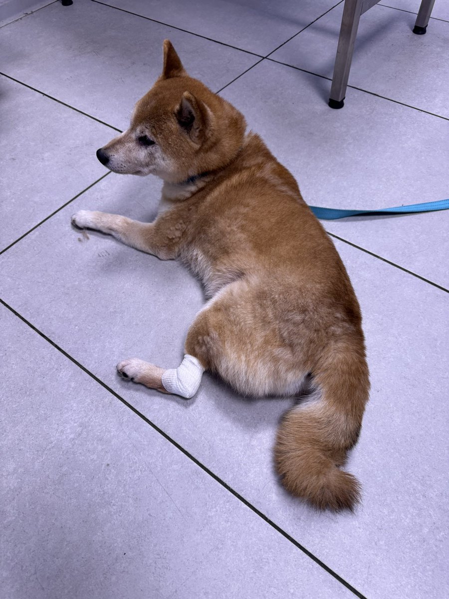 Sirio  tweet media