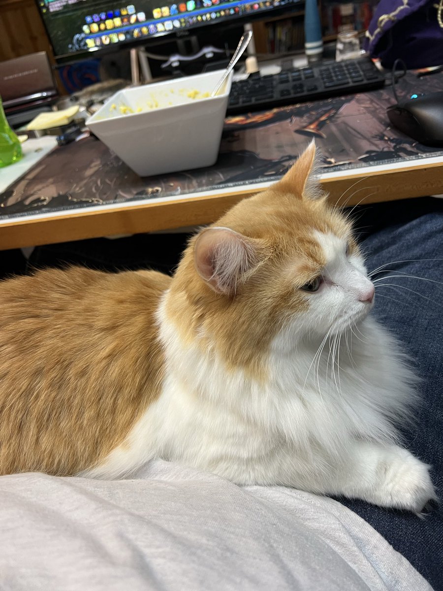 bradoch608's tweet photo. @esoteric_gf Lap cat looking for scraps. https://t.co/lkMueucsnp