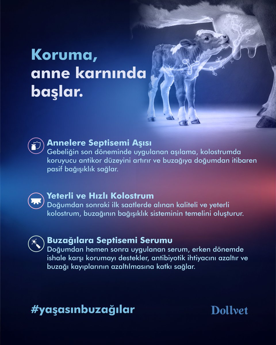 dollvettr's tweet photo. Ülkemizde her yıl yaklaşık 5 milyon buzağı doğuyor.
Ancak buzağıların %5–15’i yaşamın ilk döneminde kaybediliyor.

Oysa doğru koruma stratejileriyle bu kayıpların büyük kısmı önlenebilir.

Koruma, anne karnında başlar ve doğru uygulamalarla devam eder.

#yaşasınbuzağılar #dollvet https://t.co/tjvlCl8J3o