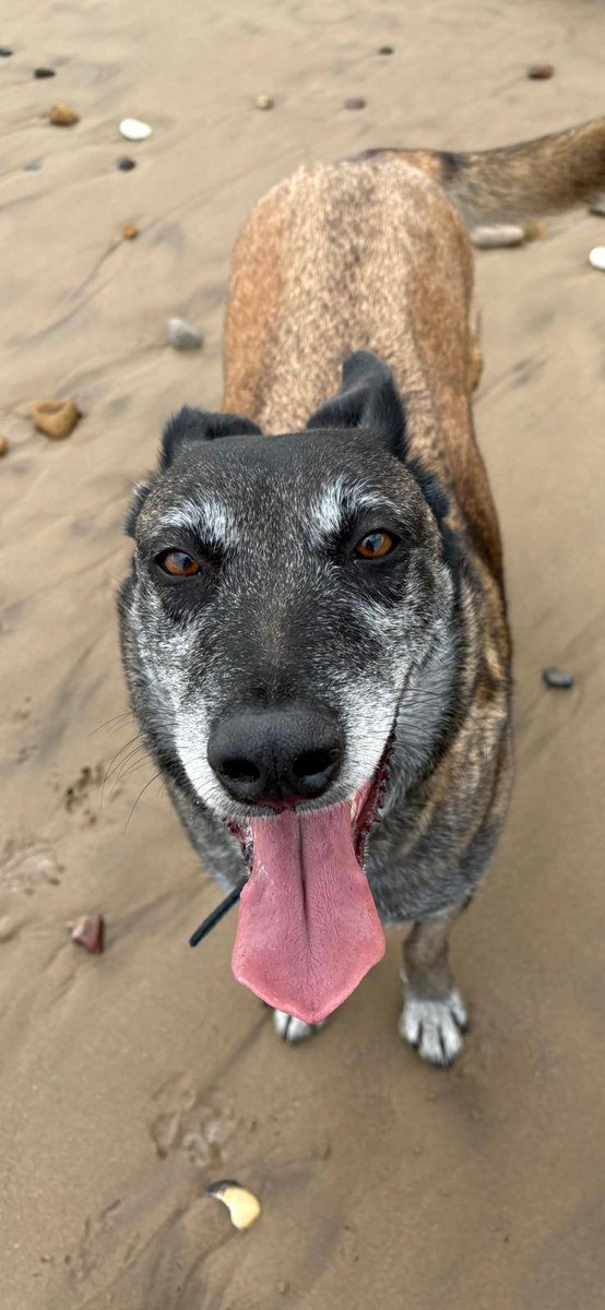 Merseyside

Sasha is a gentle 7-year-old Malinois girl with the kind of eyes that quietly ask for love, safety, and a place to finally belong ❤️
She’s sweet, calm, and so well-behaved💕
Sasha can live with calm, similar-sized dogs and kids 14+

Apply: pawprints2freedom.co.uk/apply