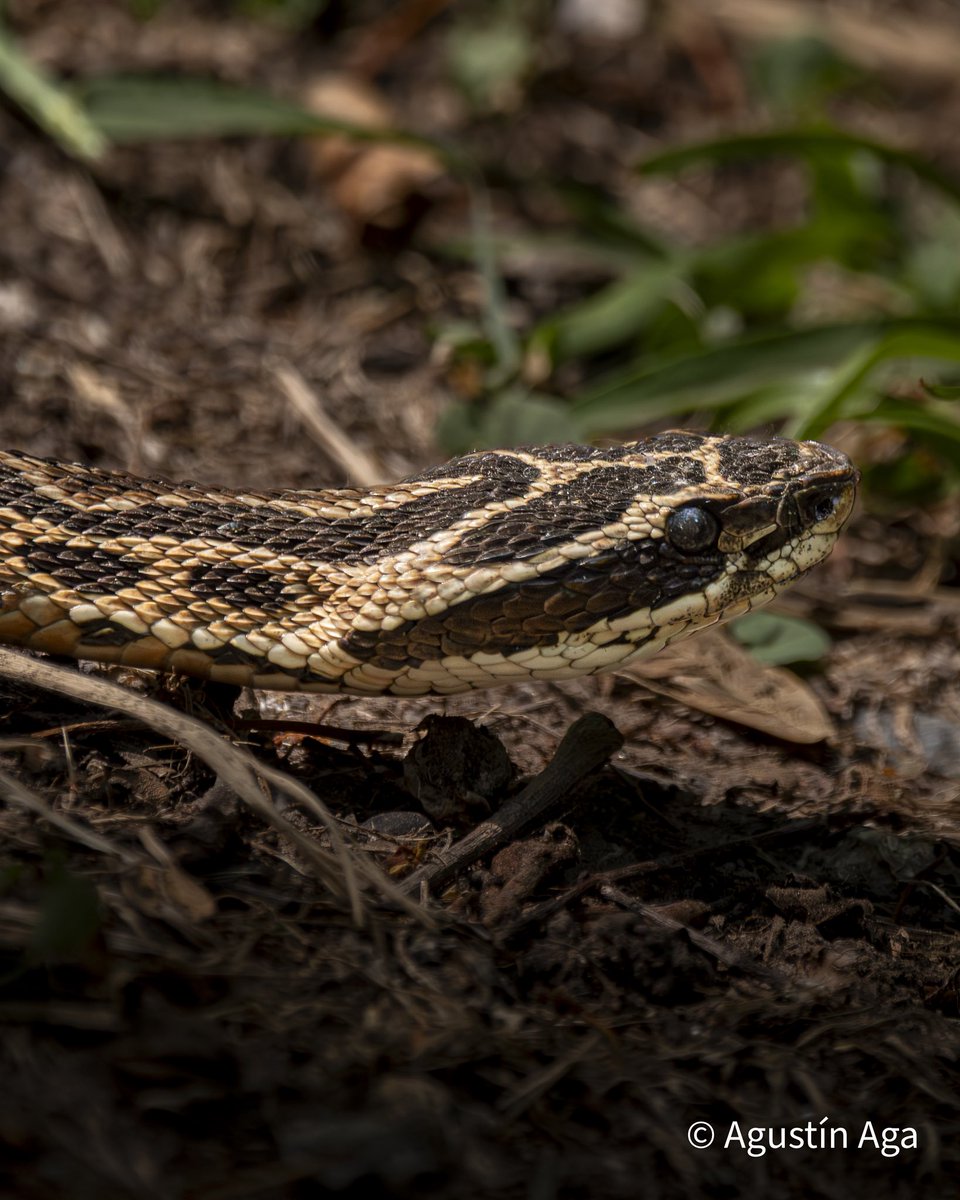 aga_agustin's tweet photo. Yarará Grande ‘Bothrops alternatus’ para el #taxojueves de #Serpentes https://t.co/aNbQf7DXQv