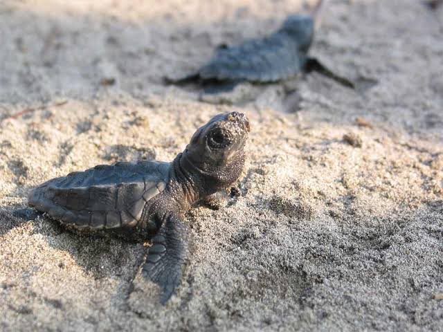 kedidibi's tweet photo. @buitengebieden Show me the sea🐢 https://t.co/a12qegHvRe