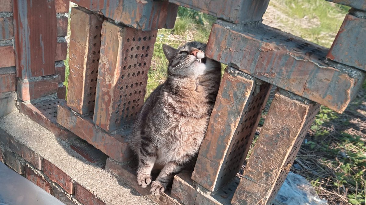 🐱 A #Senigallia si combatte contro l'indifferenza verso gli animali. Mirella racconta a Radio Duomo Senigallia (95.2FM) la difficile realtà della colonia felina di Cesano, tra pericoli, maltrattamenti e solitudine.

Ascolta l'intervista qui: 🎙️
vocemisena.it/cesano-senigal…
