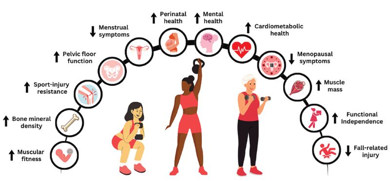 The female strengthspan is not fitness. It is neurological infrastructure.

Resistance training elevates BDNF. This maintains synaptic plasticity and hippocampal function. This is your pattern recognition system under uncertainty.

Early strength is not muscle. It is reserve. It