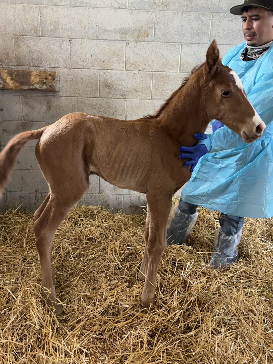 GVG Genetics tweet media