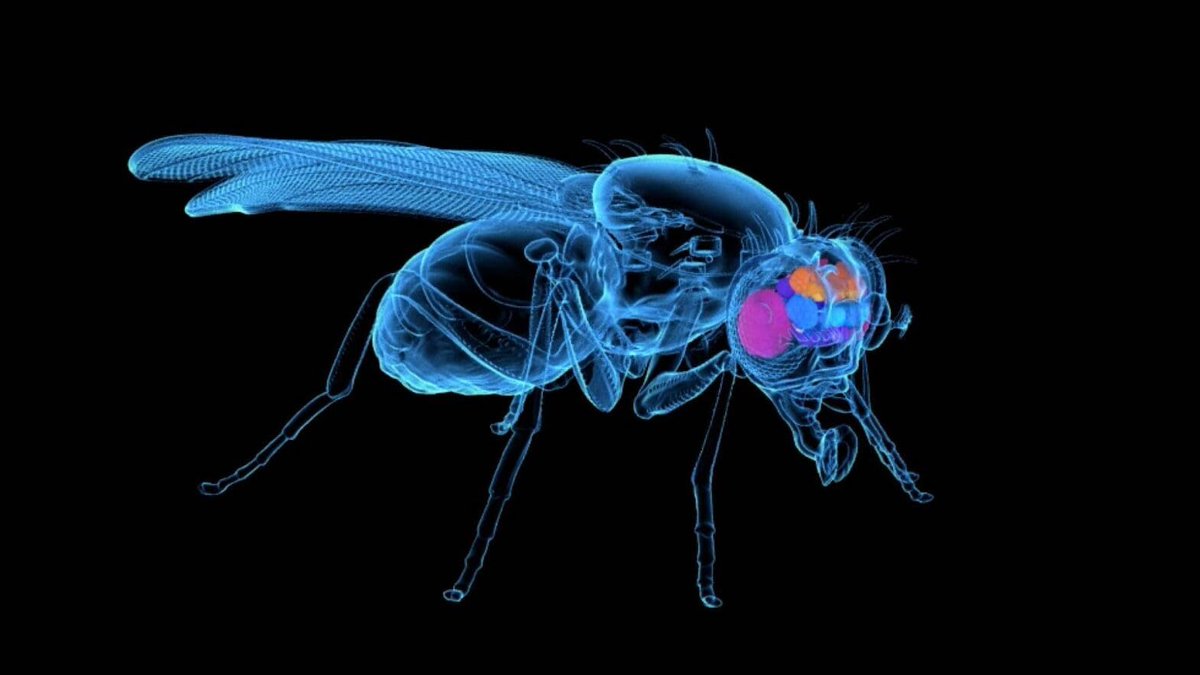 forallcurious's tweet photo. 🚨: Scientists just successfully uploaded a fruit fly brain into a computer and its living freely in its own simulation

The simulated insect brain is now controlling a virtual body, and it’s doing so with 95% behavioral accuracy. https://t.co/0R42zEF96M